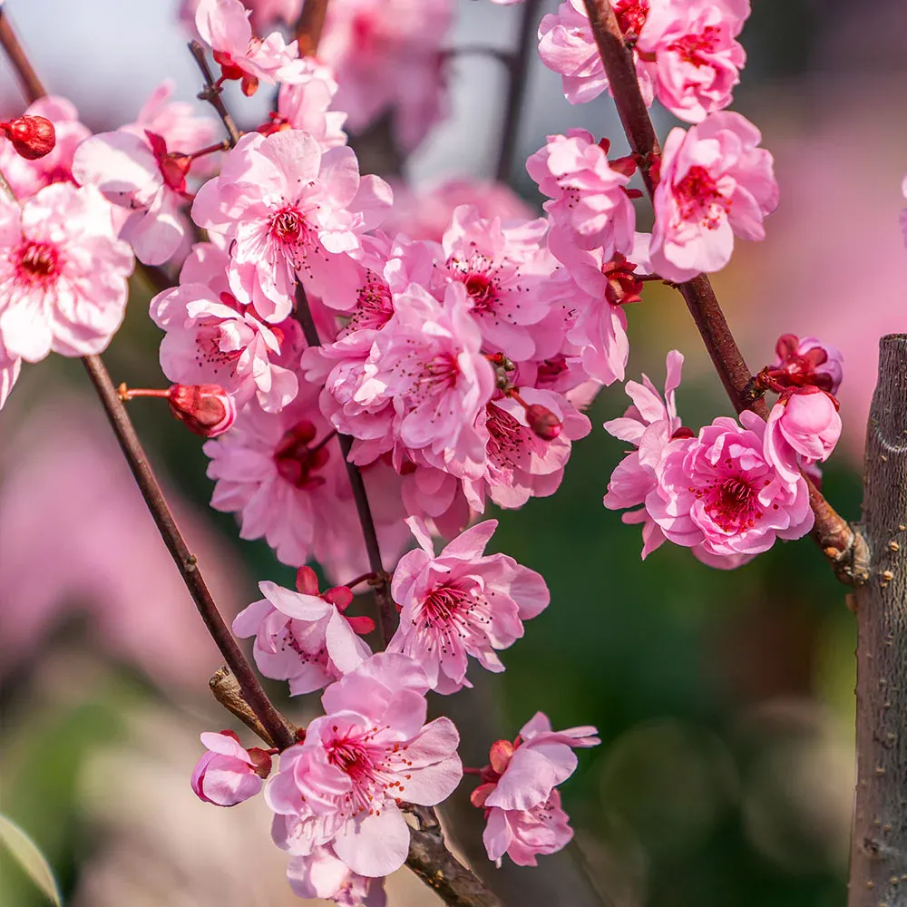White Lady Peach Tree - Deciduous Fruit-Bearing Sapling 3