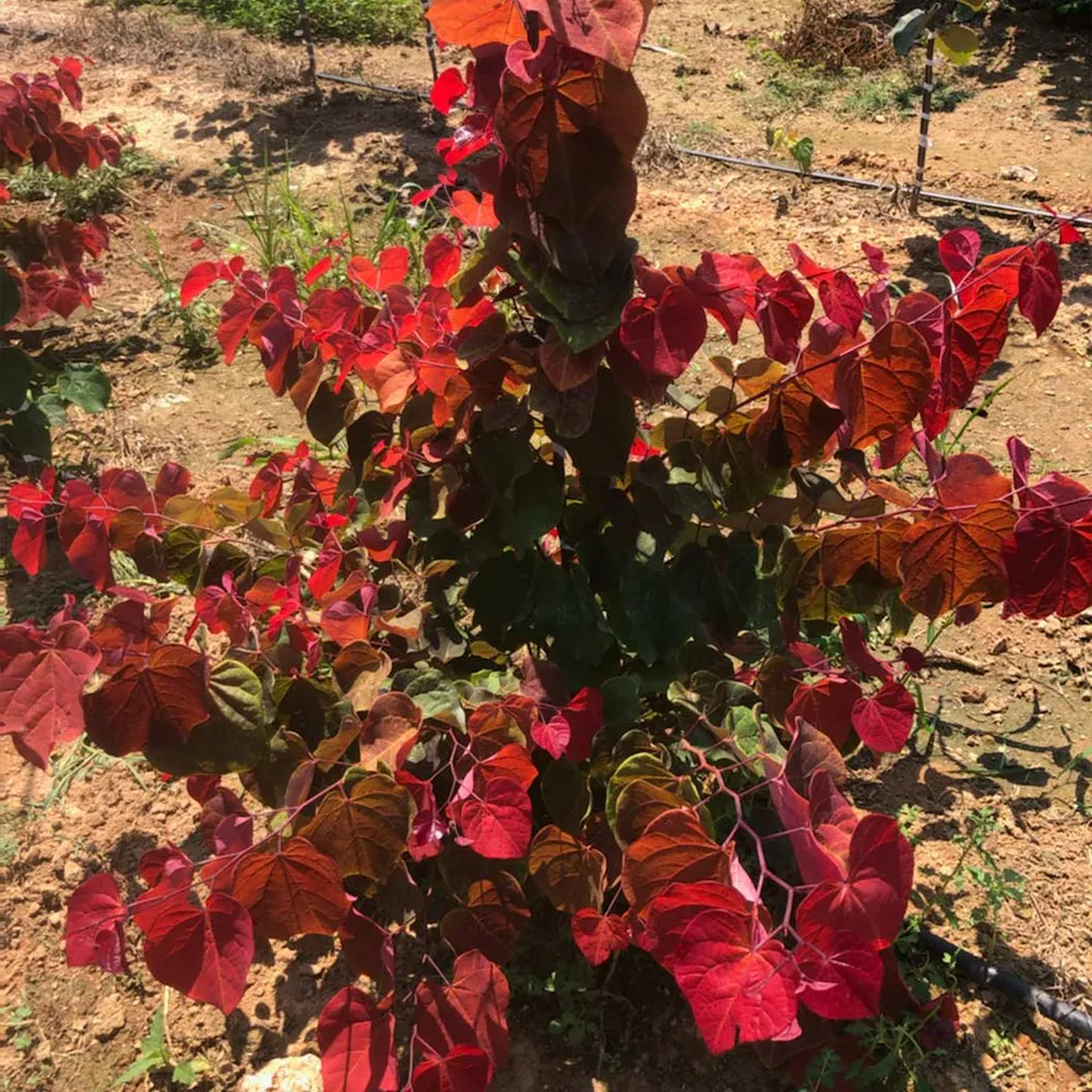 Hearts A'Fire Redbud Tree (Cercis canadensis) - Ornamental Flowering Landscape Tree
