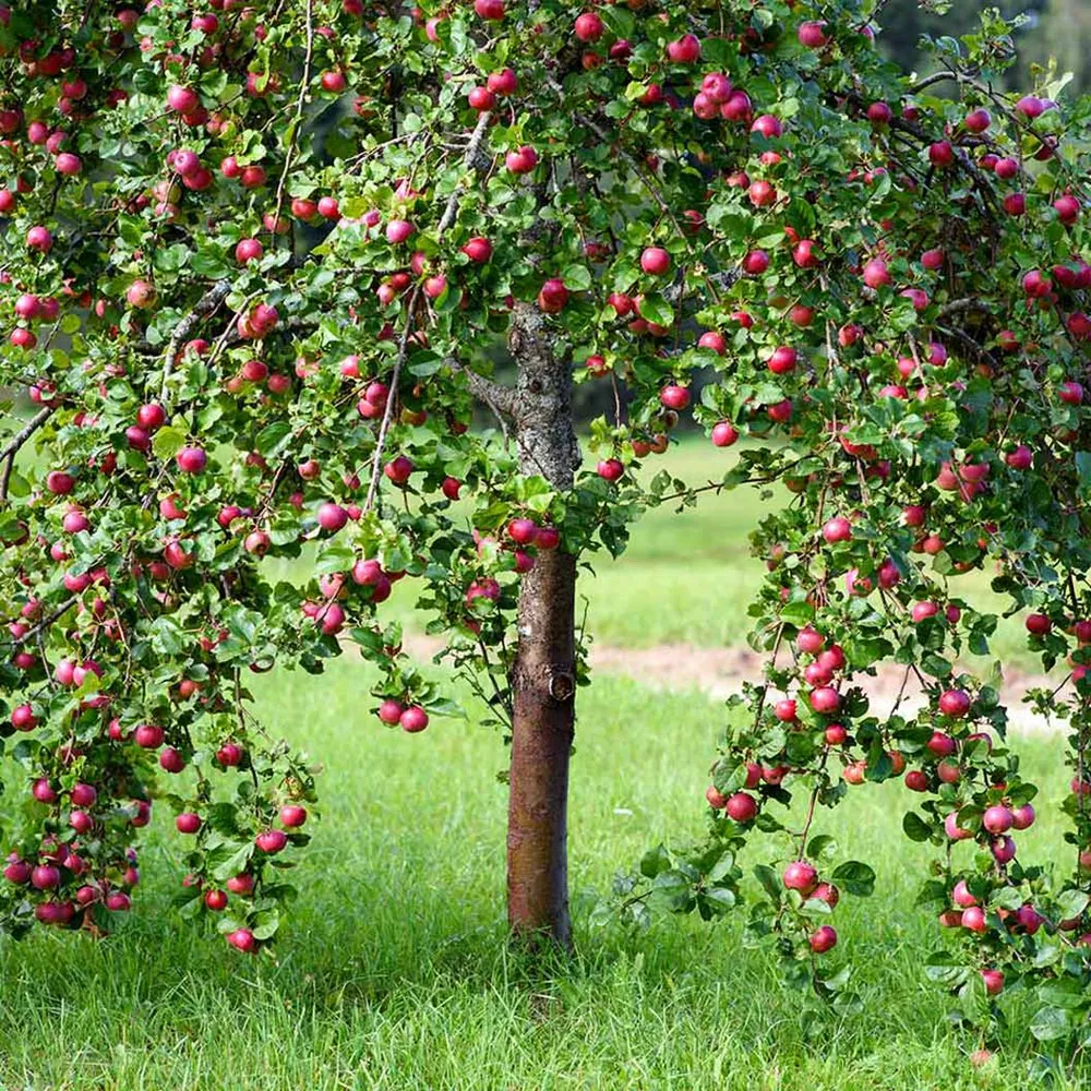 Pink Lady® Apple Tree - Cripps Pink Fruit Tree for Home Gardens 1