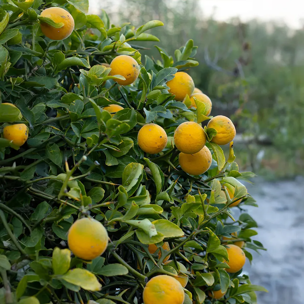 Weeping Dragon Orange Bush Decorative Artificial Shrub
