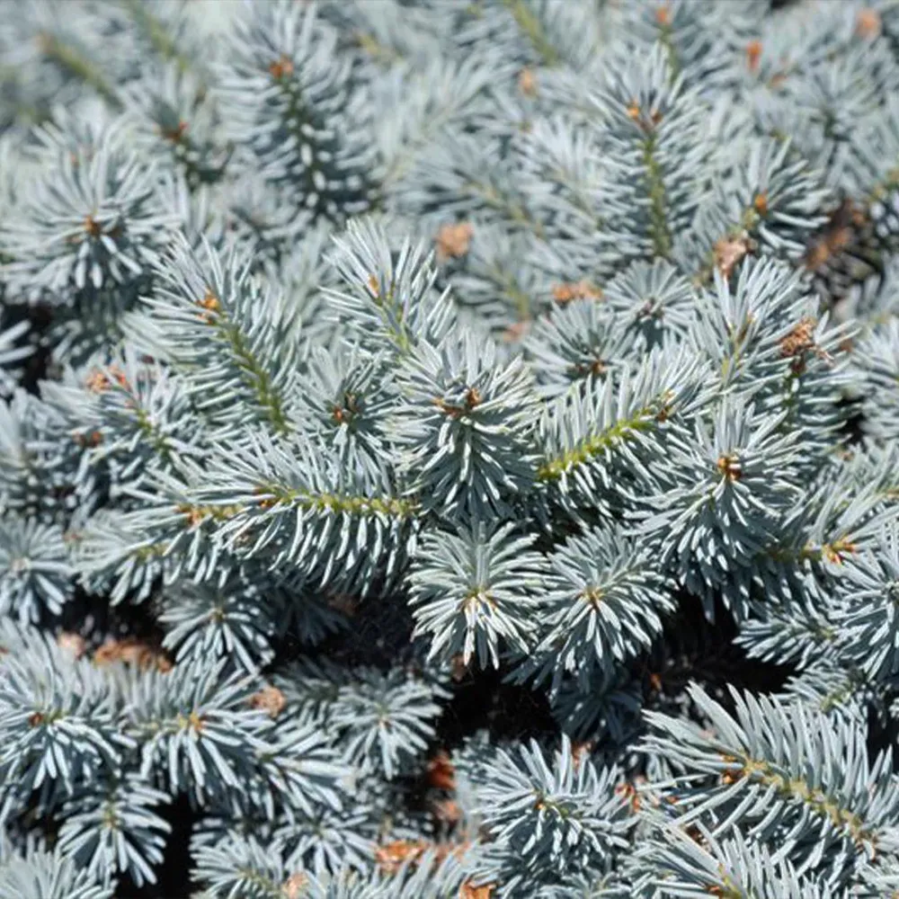 Moonstone® Globe Spruce Tree - Realistic Artificial Holiday Spruce 2