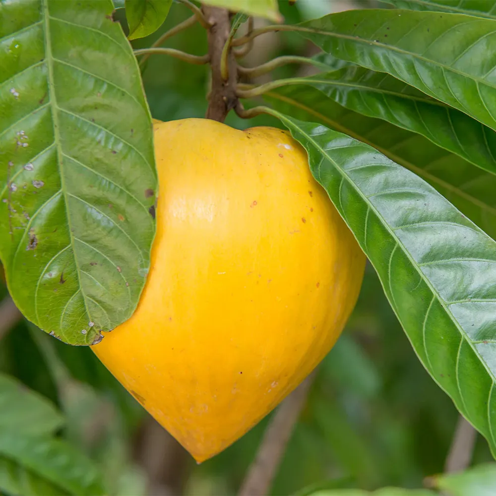 Canistel Eggfruit Tree (Pouteria campechiana) Live Tropical Fruit Plant
