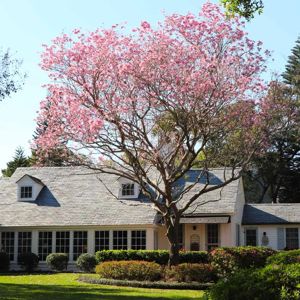 Pink Trumpet Tree (Handroanthus heptaphyllus) Ornamental Flowering Tree Seeds 3