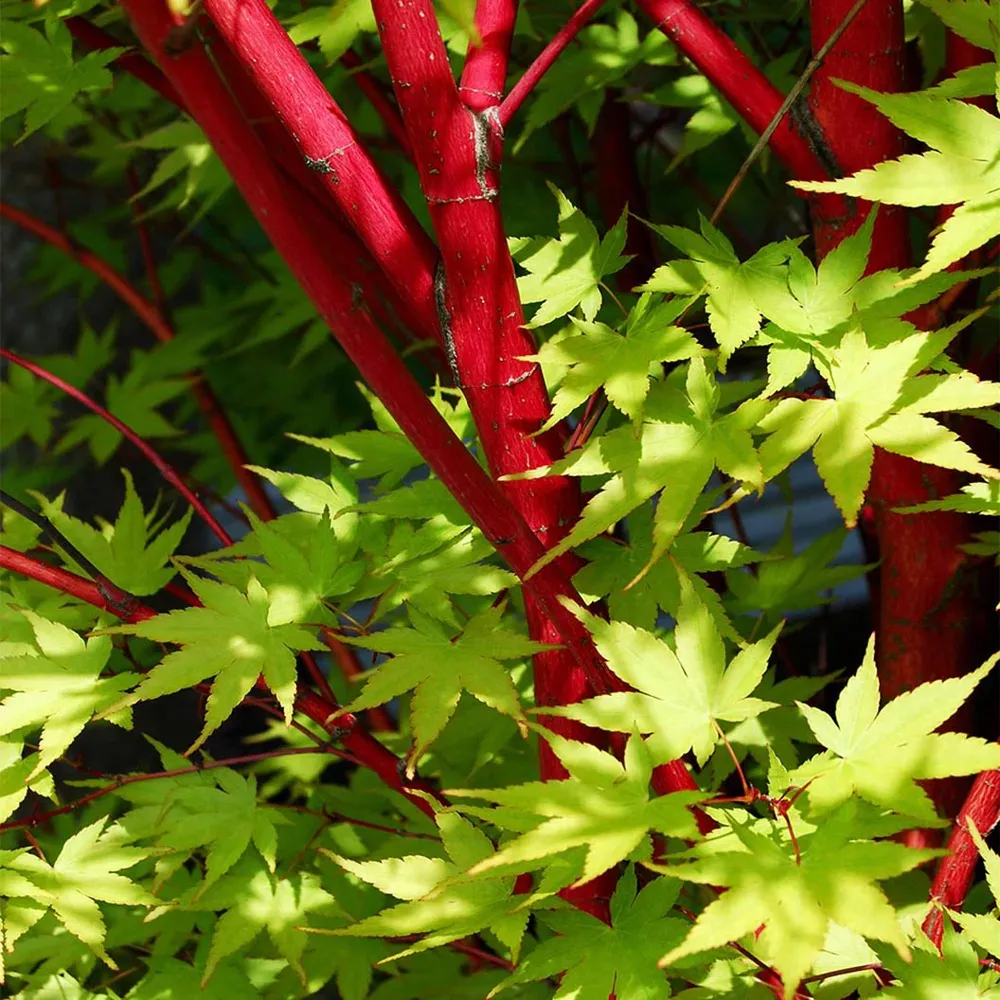 Coral Bark Japanese Maple Tree (Acer palmatum 'Sango-kaku') 2