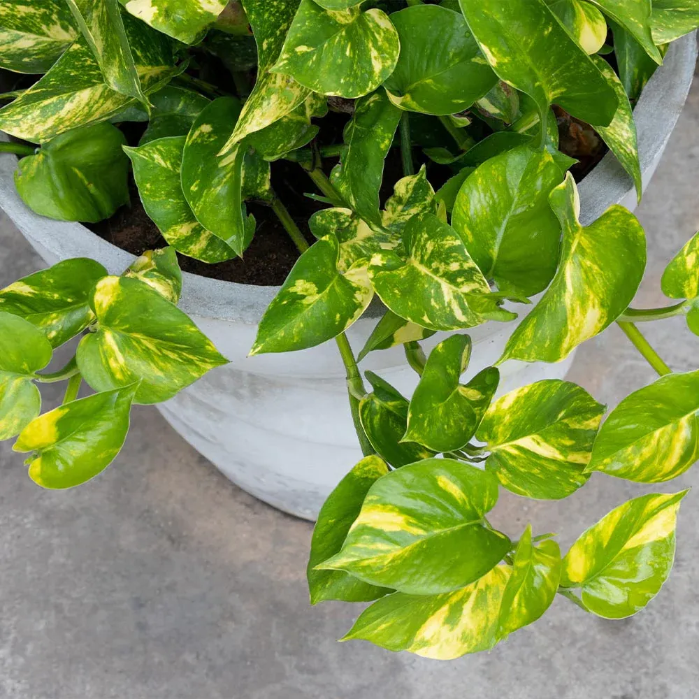 Golden Pothos (Epipremnum Aureum) - Trailing Indoor Houseplant 2