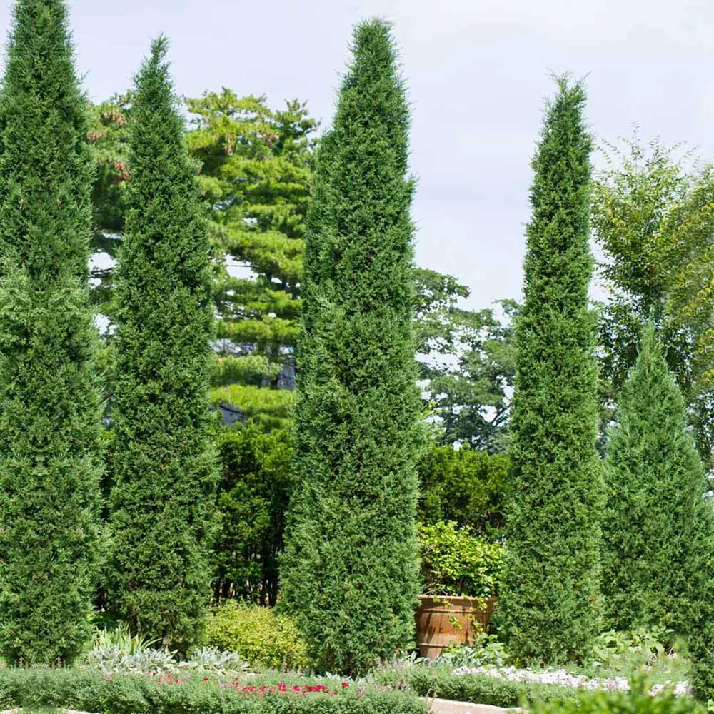 Taylor Juniper Tree - Realistic Artificial Potted Plant for Indoor Decoration