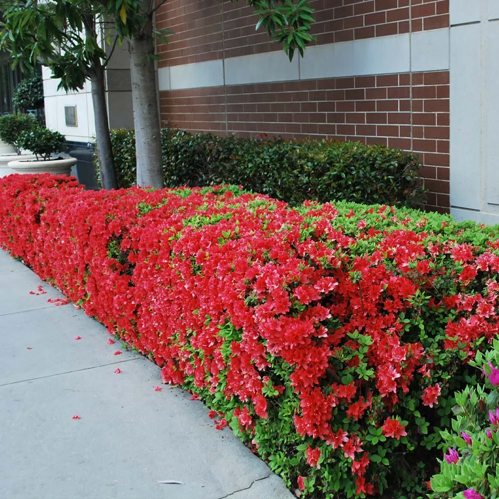 Autumn Fire Encore Azalea Reblooming Evergreen Flowering Shrub 1