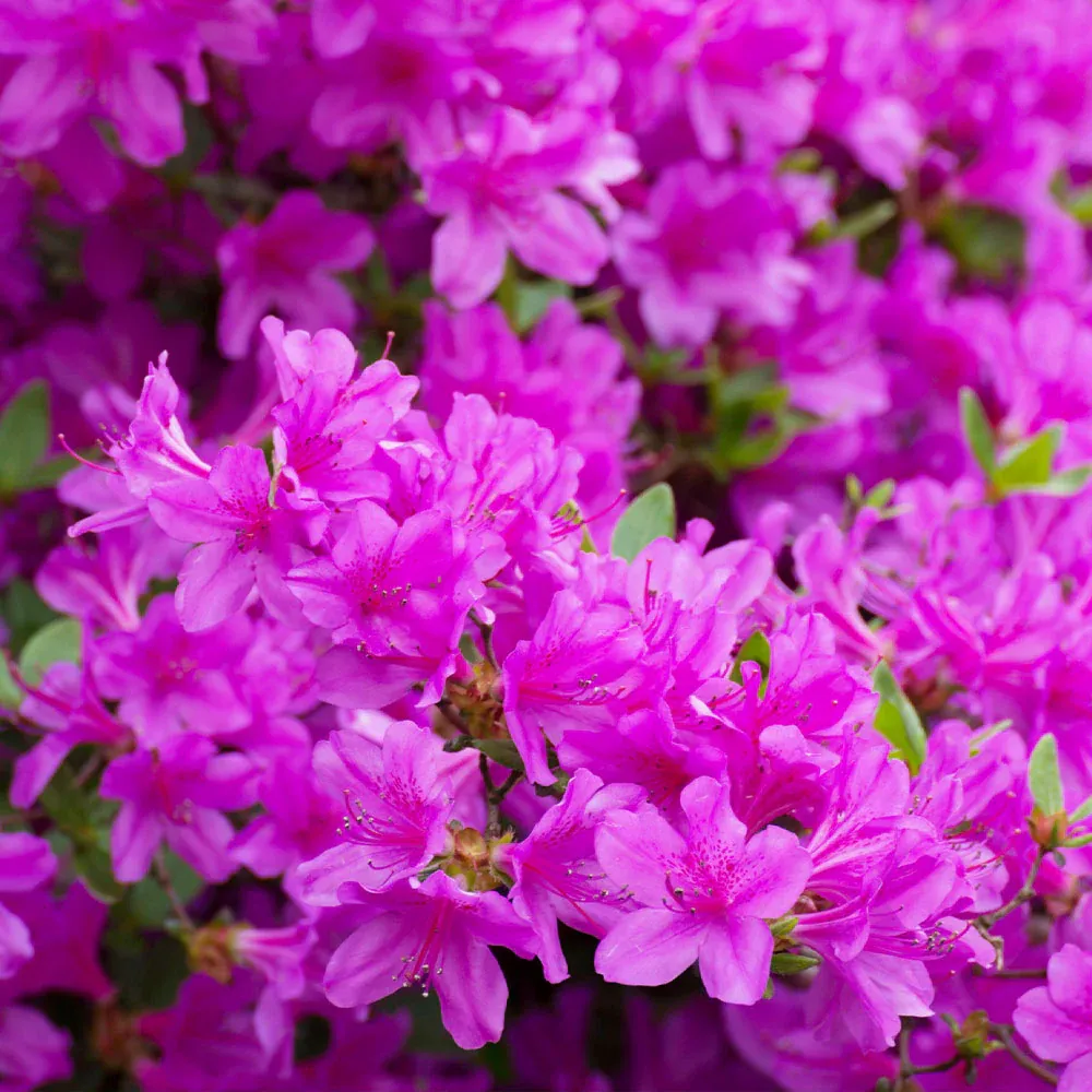 Autumn Royalty® Encore® Azalea Reblooming Flowering Shrub 1