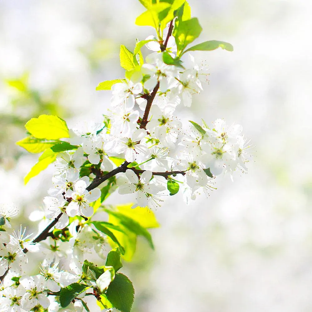 Honeygold Apple Tree - Productive Golden-Yellow Apple Variety 2