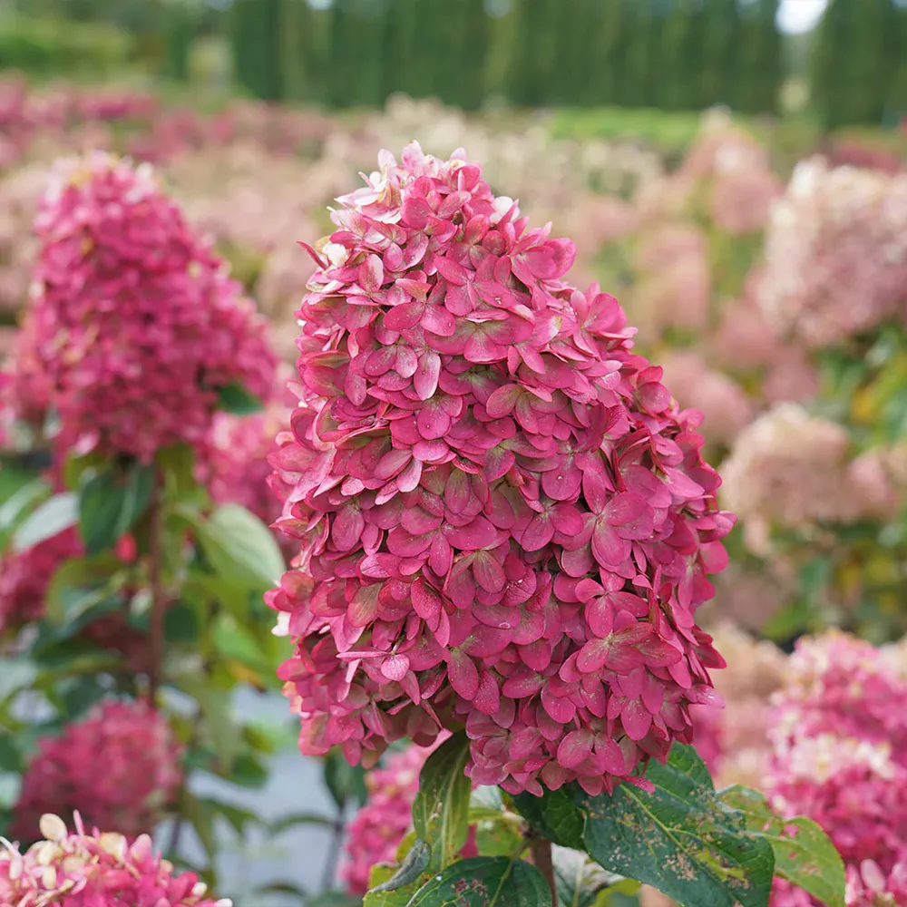 Limelight Prime® Hydrangea Shrub - Hardy Flowering Landscape Plant 2