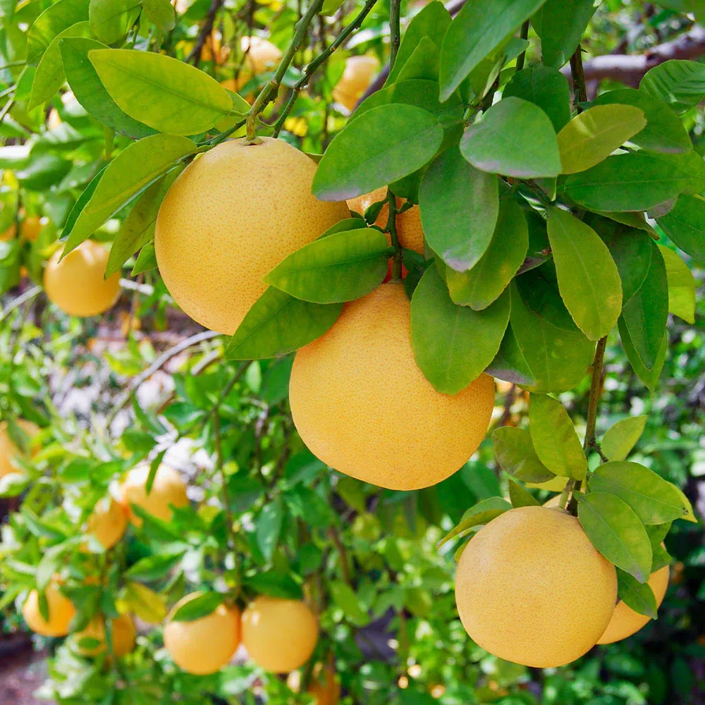 Flame Grapefruit Tree - Live Citrus Fruit Plant
