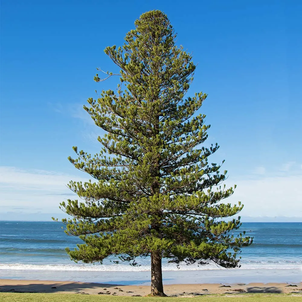 Norfolk Island Pine Tree (Araucaria heterophylla) - Indoor Evergreen Potted Plant 1