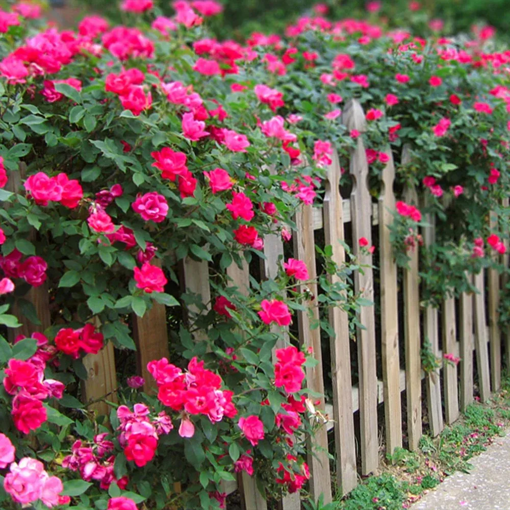 Double Pink Knock Out Rose Shrub - Continuous Blooming Landscape Plant