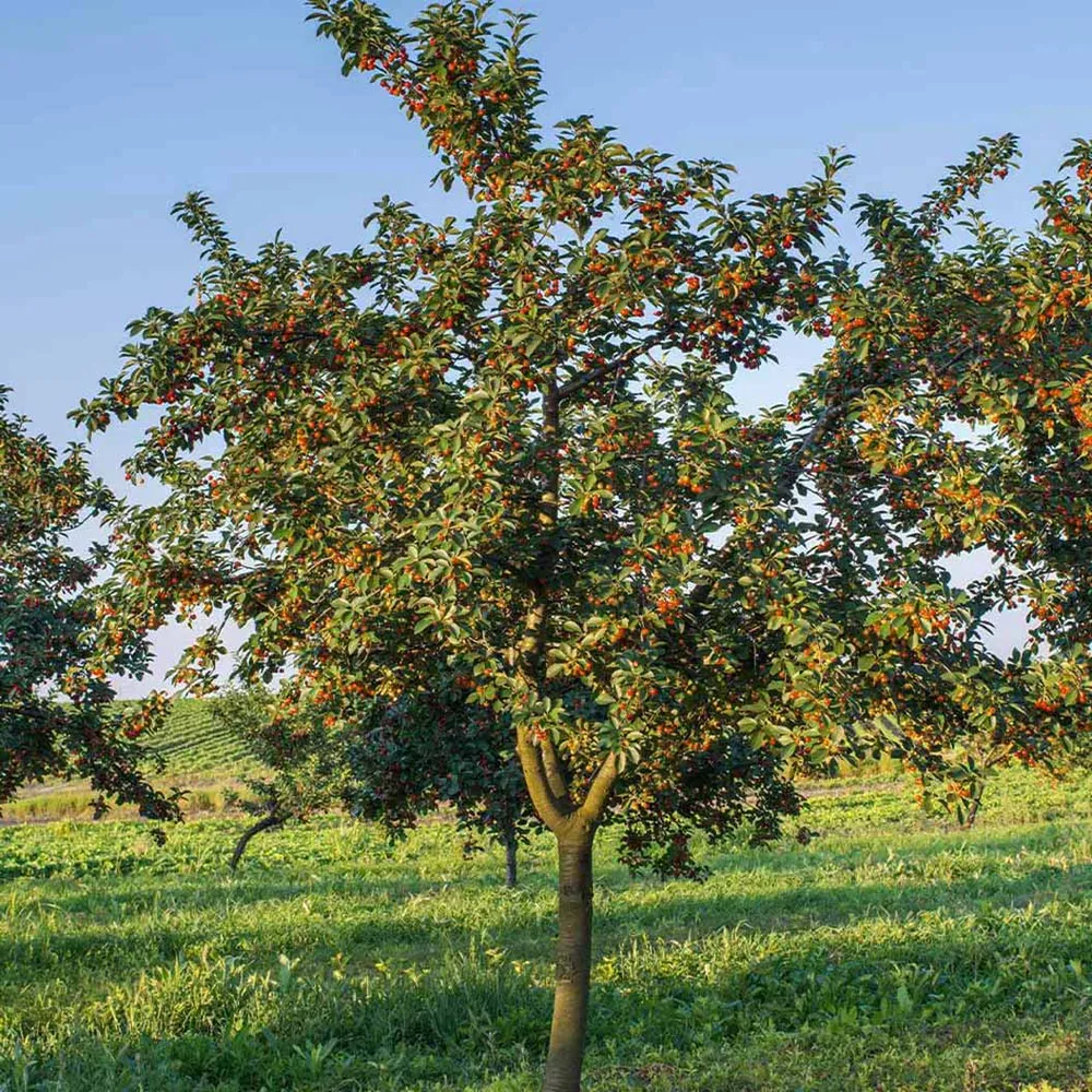 Rainier Cherry Tree - Productive Sweet Cherry Variety for Home Gardens 1