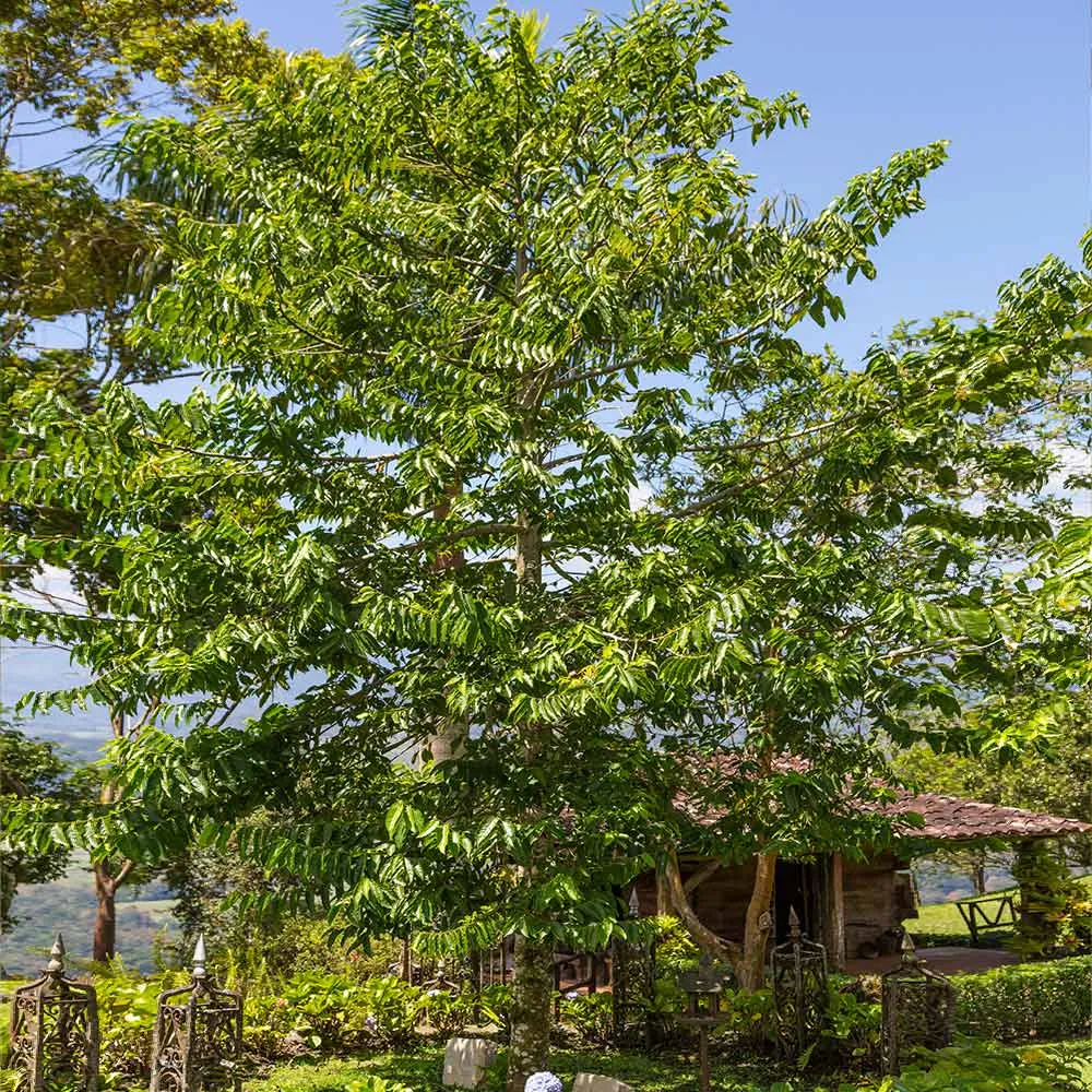 Artificial Ylang Ylang Tree for Indoor Home and Office Decor 2