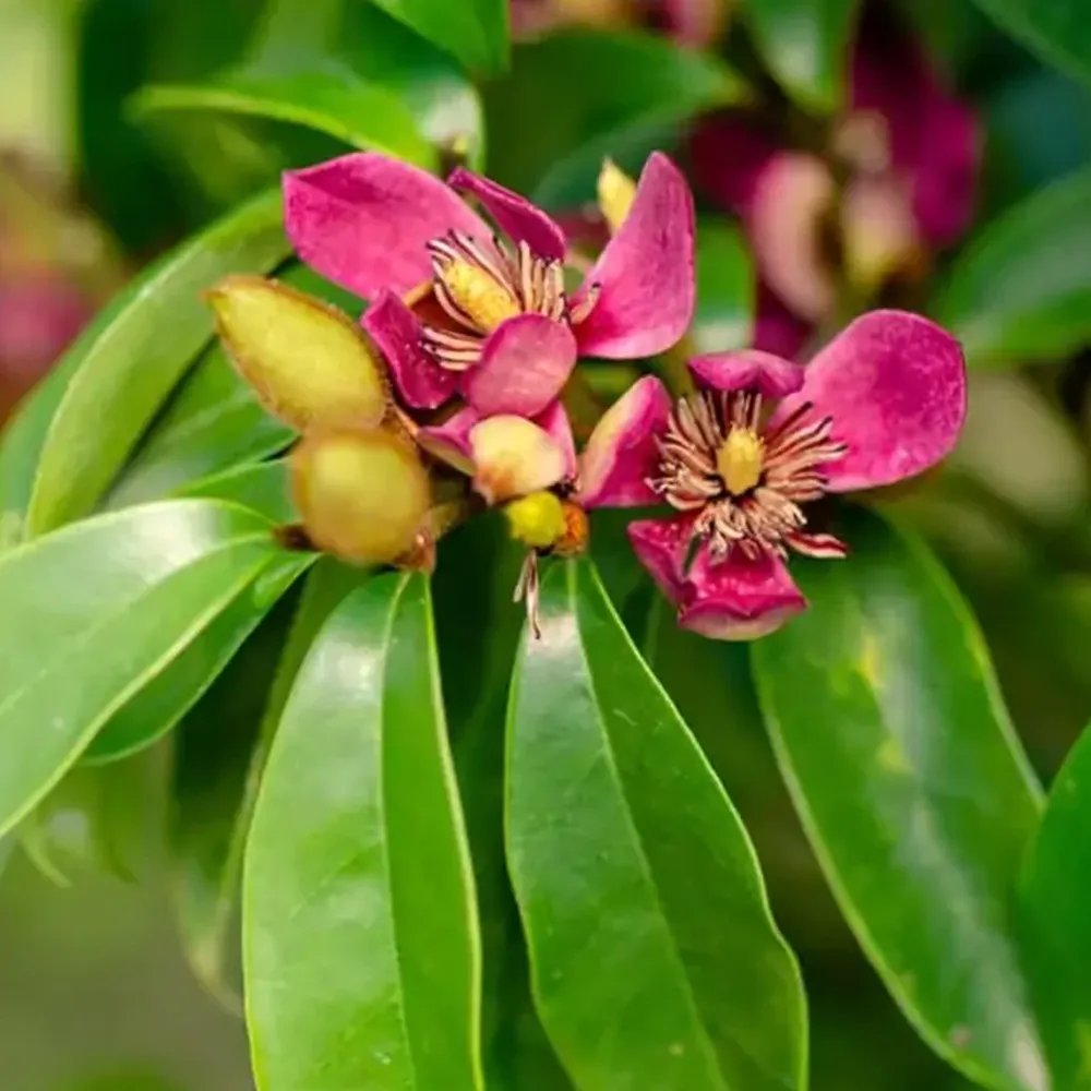 Stellar Ruby Magnolia Evergreen Flowering Tree