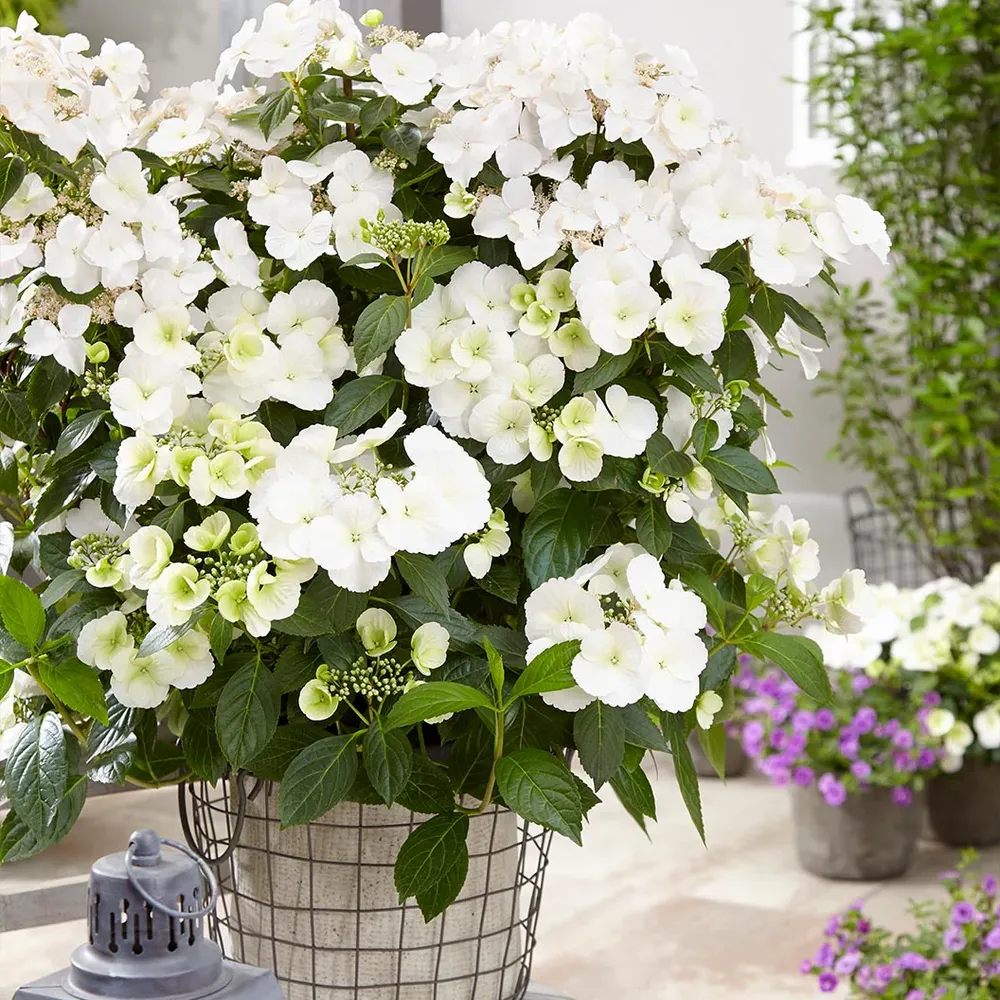 Proven Winners® Fairytrail Bride® Cascade Hydrangea - Trailing Flowering Shrub 1