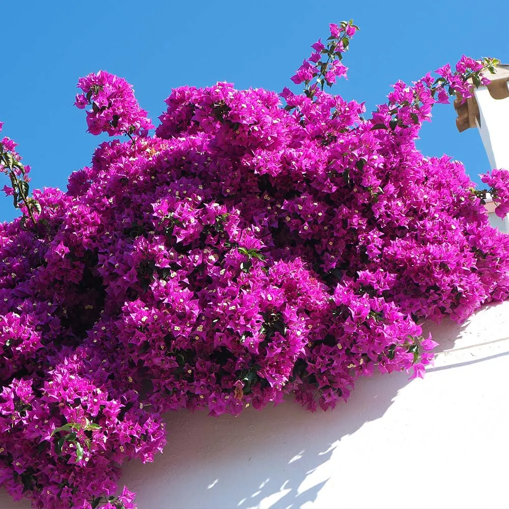 Majestic Purple Bougainvillea Flowering Outdoor Shrub