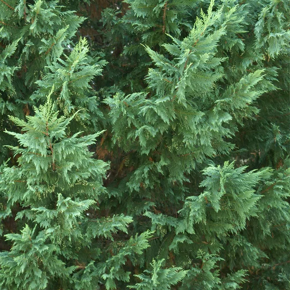 Leyland Cypress Tree - Fast-Growing Evergreen Privacy Hedge 1
