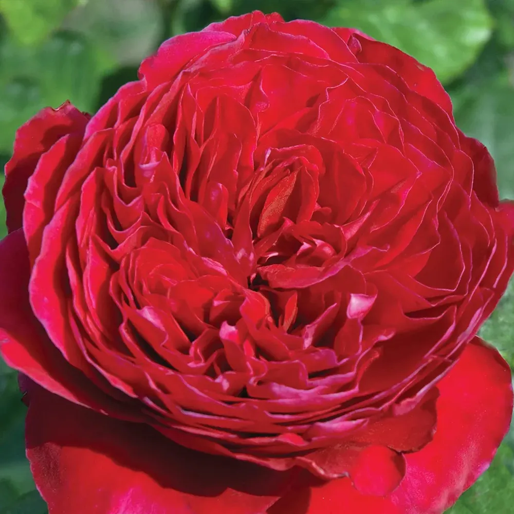 Rouge Royale™ Rose Decorative Floral Ornament