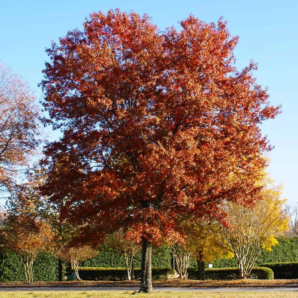 Pin Oak Tree (Quercus palustris) Deciduous Shade Tree 3