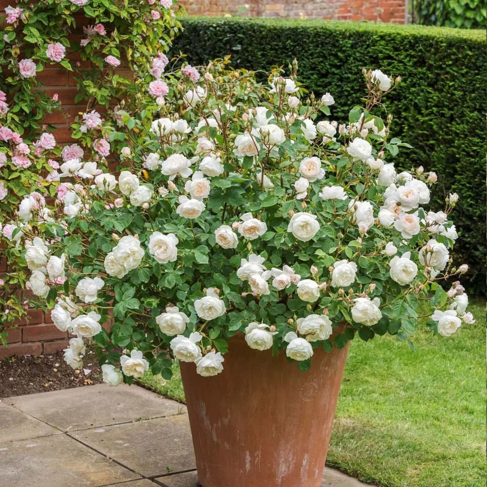 David Austin® Desdemona™ Rose Shrub - Fragrant Repeat-Blooming Garden Plant 1