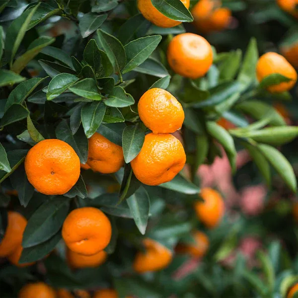 Calamondin Orange Bush - Compact Indoor Citrus Plant