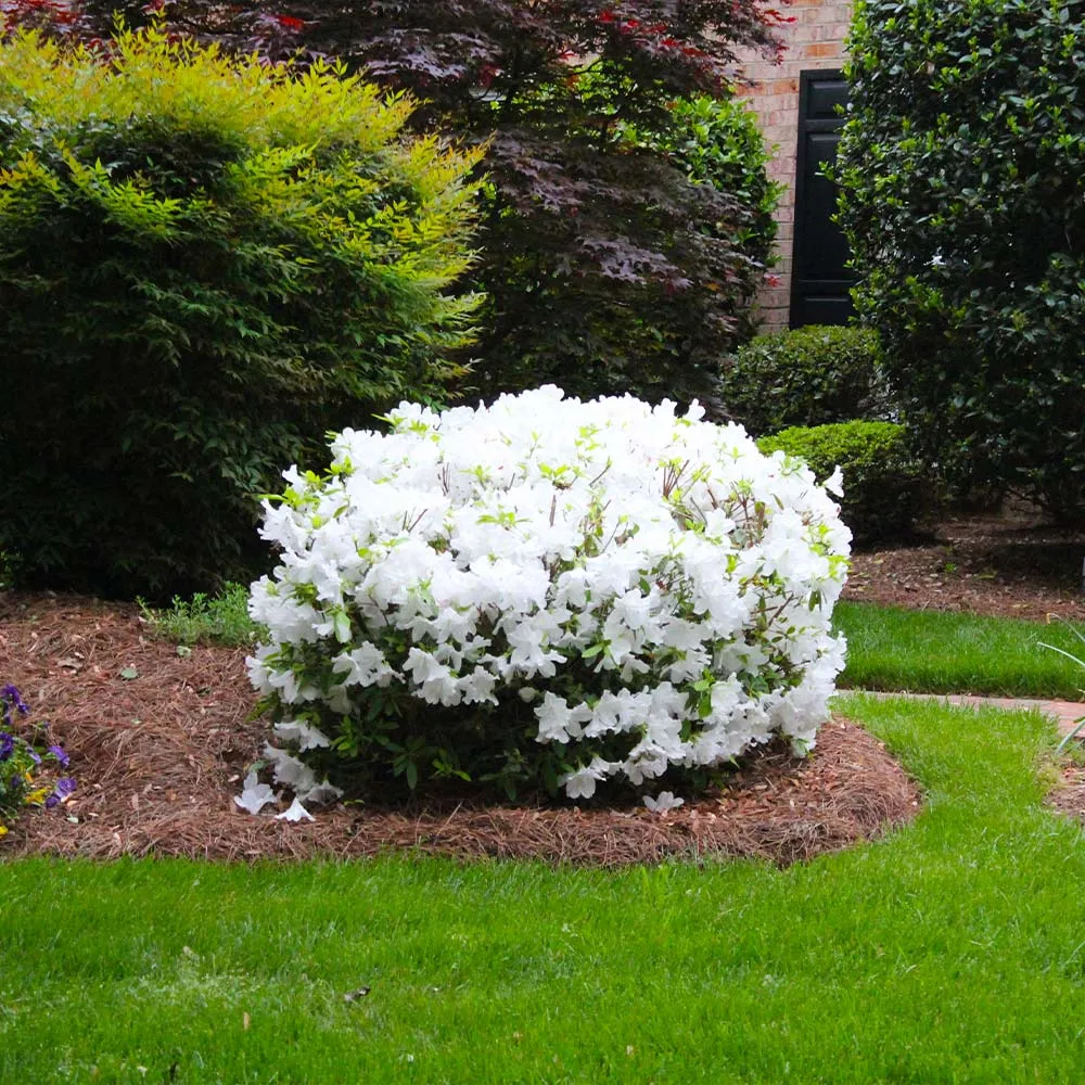Delaware Valley White Azalea Evergreen Flowering Shrub 2