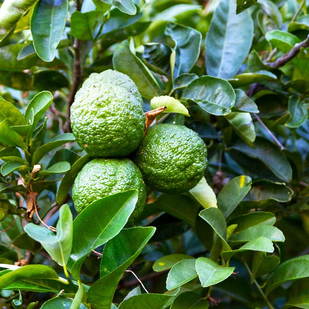 Kieffer Lime Tree (Citrus Hystrix) Live Plant for Culinary Use 1