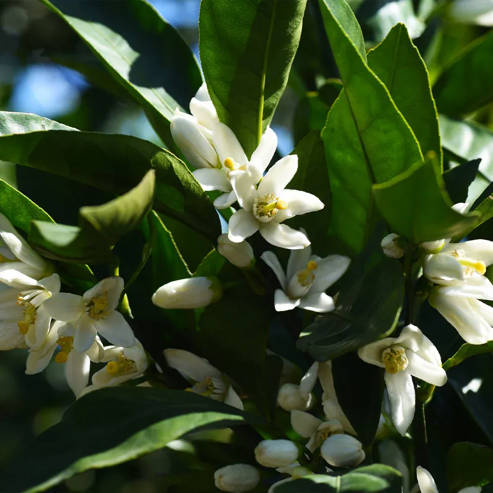 Gold Nugget Mandarin Tree - Seedless Citrus Fruit Tree 3