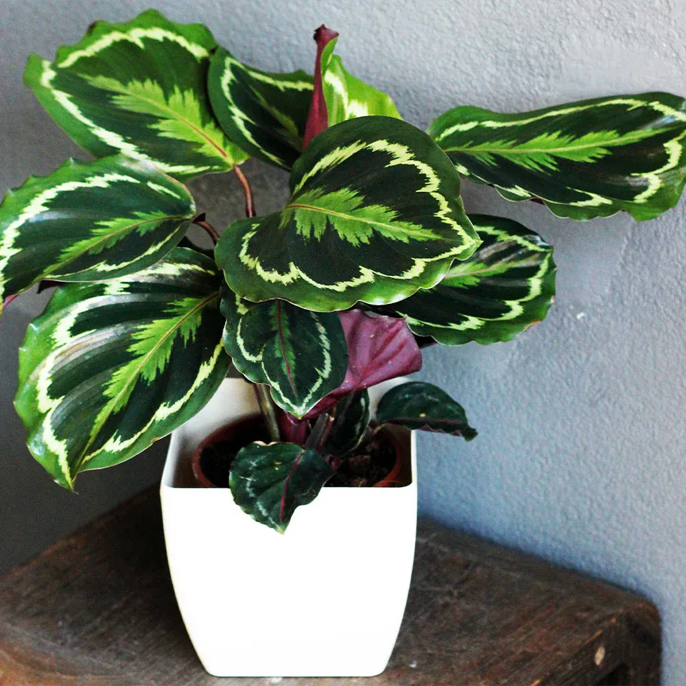 Calathea Medallion Indoor Tropical Prayer Plant with Patterned Foliage 1