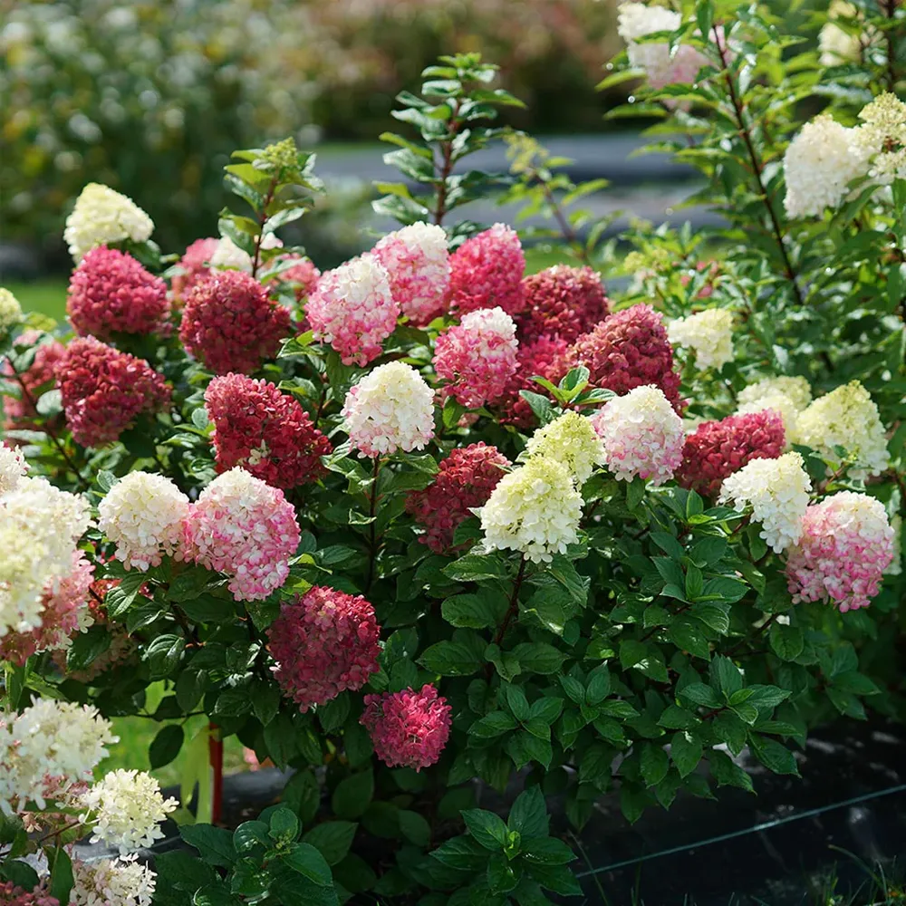 Little Lime Punch Panicle Hydrangea Compact Flowering Shrub