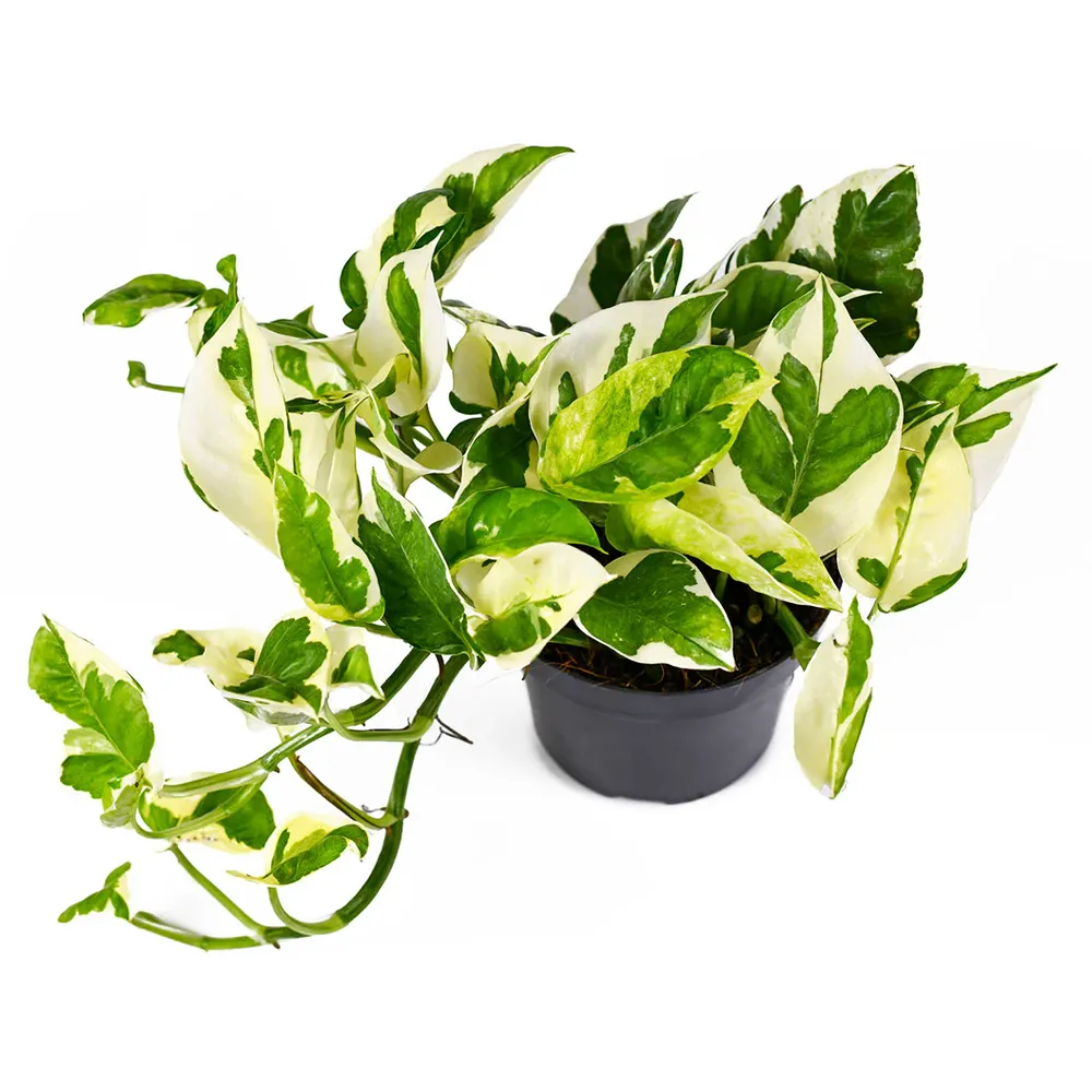 N'joy Pothos Variegated Trailing Indoor Houseplant 2