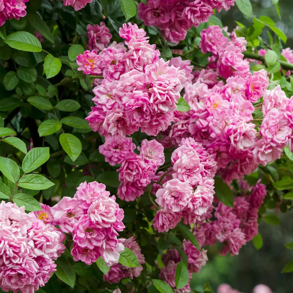Peggy Martin Rose Shrub - Vigorous Climbing Rose for Garden Landscaping 1