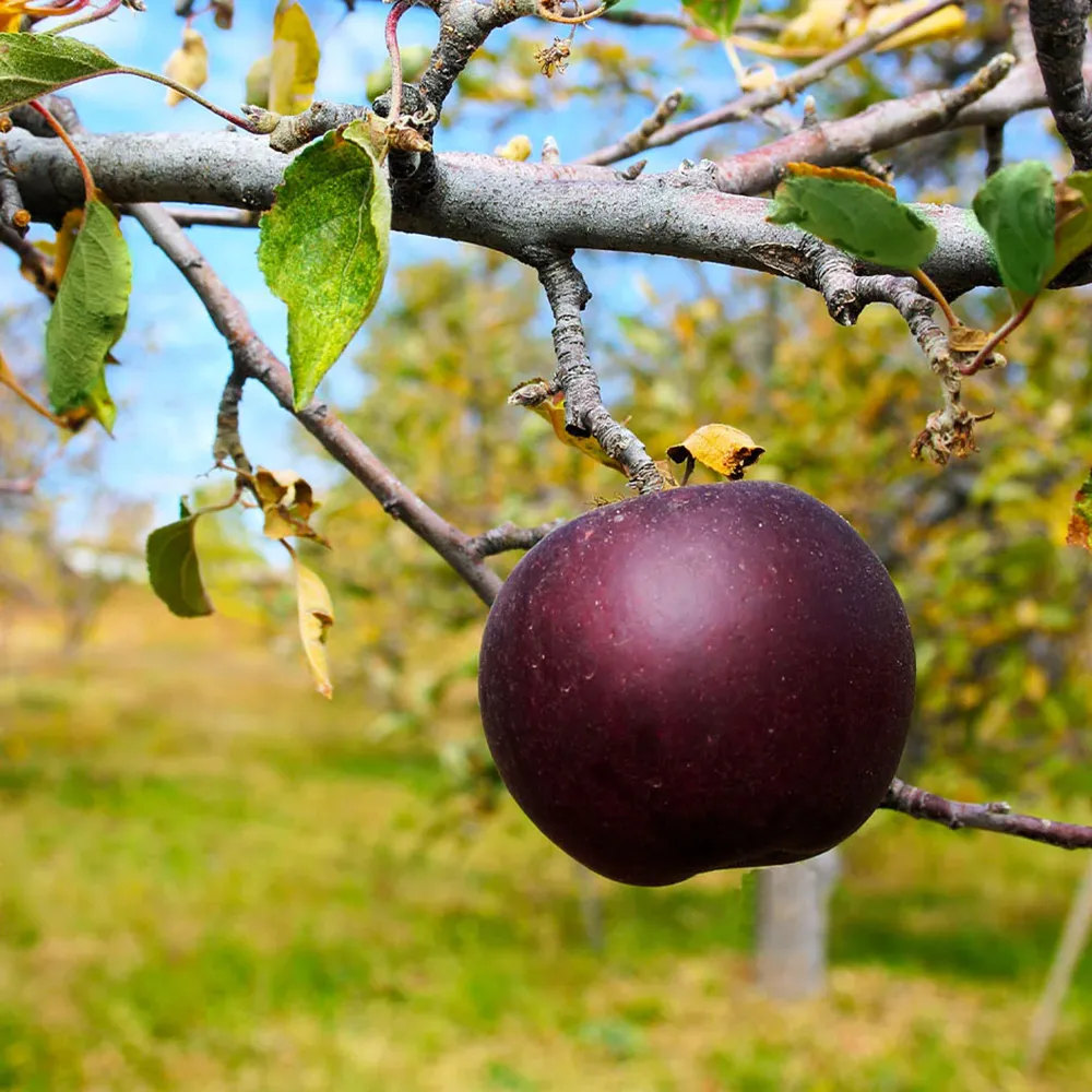 Arkansas Black Apple Tree - Heirloom Variety for Home Orchards