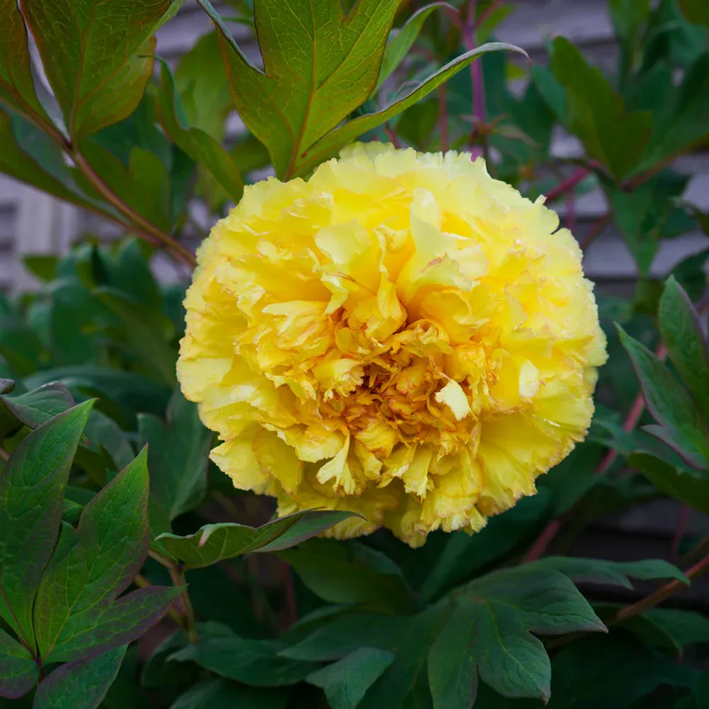 Bartzella Peony Itoh Hybrid Intersectional Perennial Bare Root 1