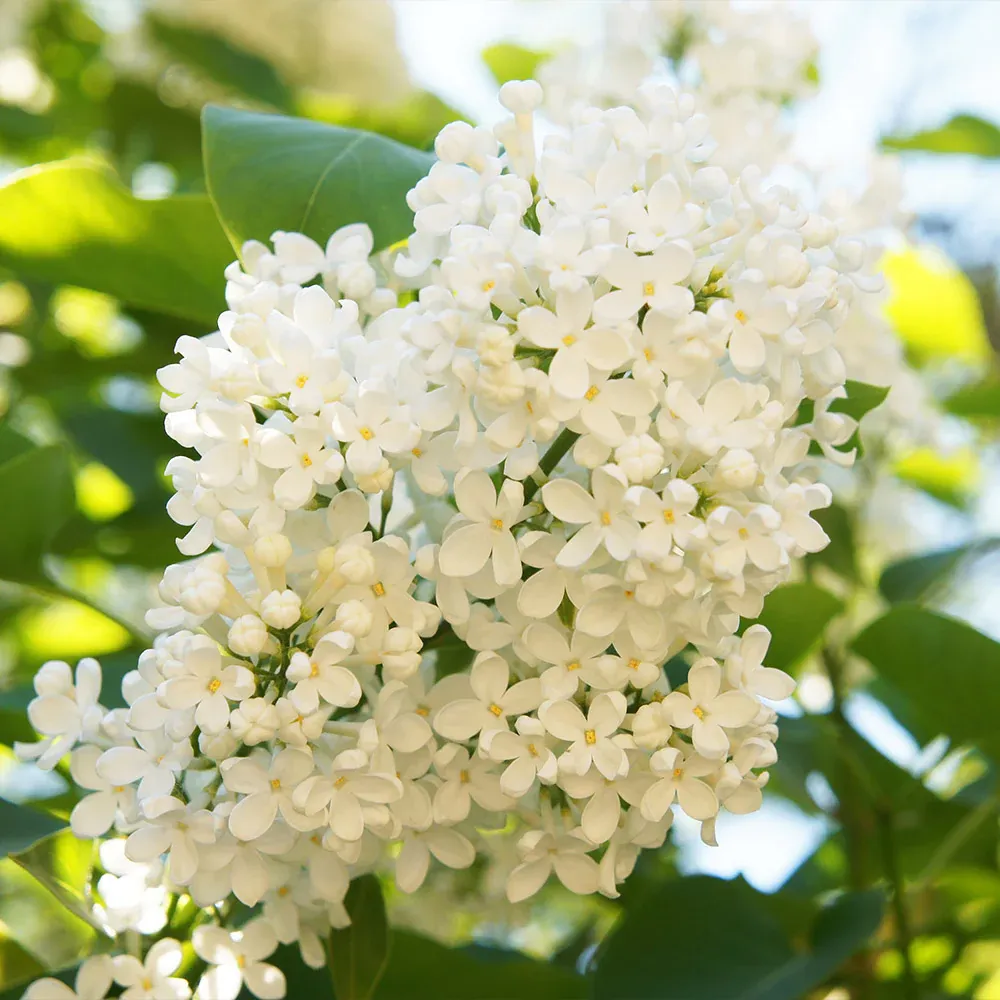 Ivory Silk Japanese Lilac Tree - Ornamental Flowering Deciduous Specimen 1