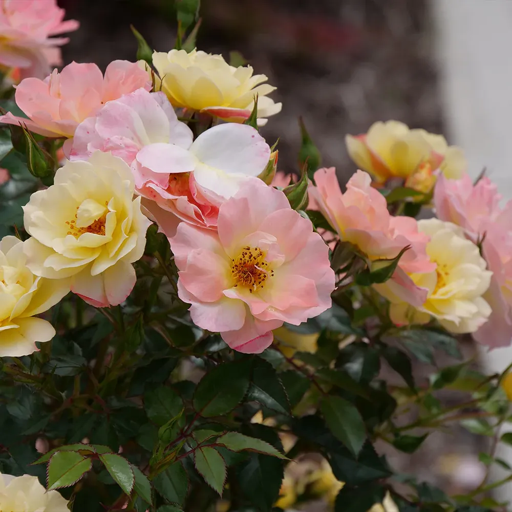 Proven Winners® Oso Easy Italian Ice® Rose Shrub - Disease Resistant Landscape Rose 3
