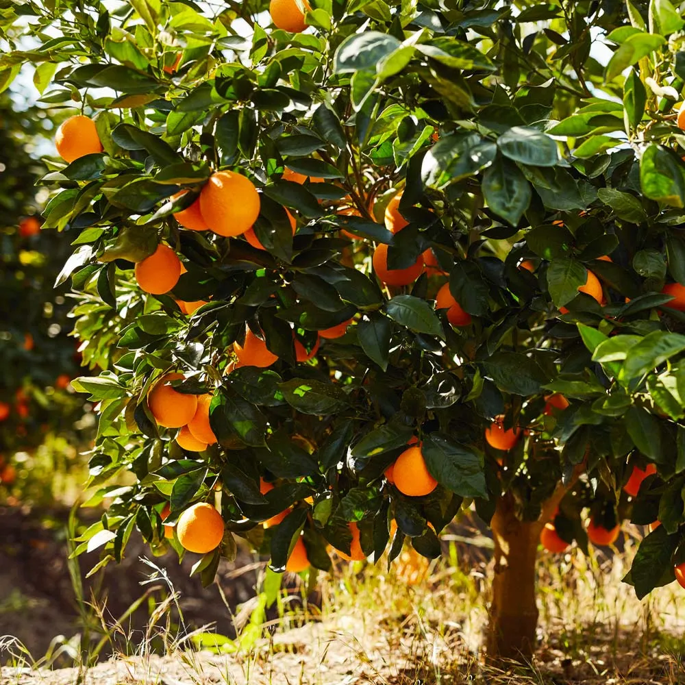 Navel Orange Tree - Live Citrus Sinensis Fruit Plant