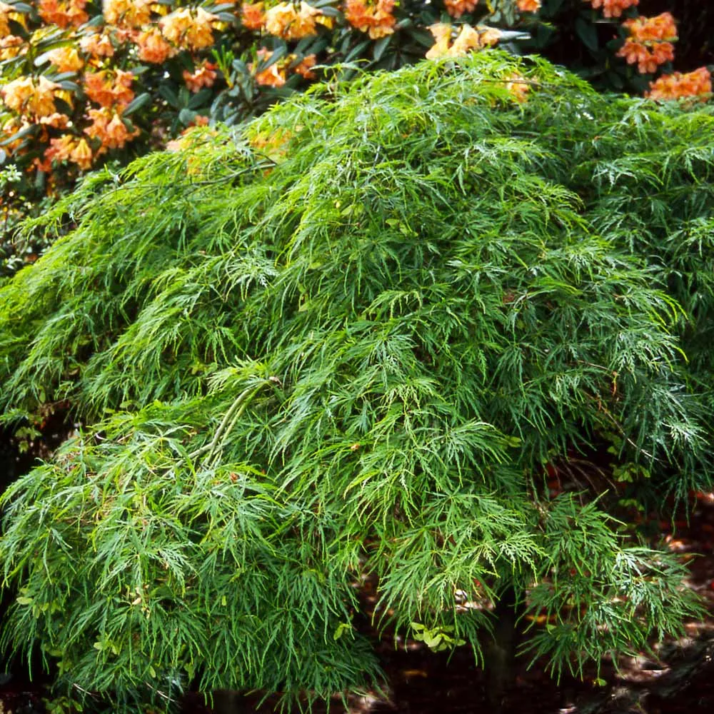 Waterfall Japanese Maple Tree - Realistic Artificial Decorative Foliage 2