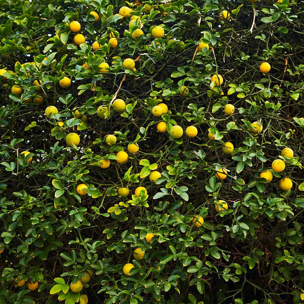 Flying Dragon Hardy Orange Tree (Poncirus trifoliata) - Contorted Ornamental Citrus 4
