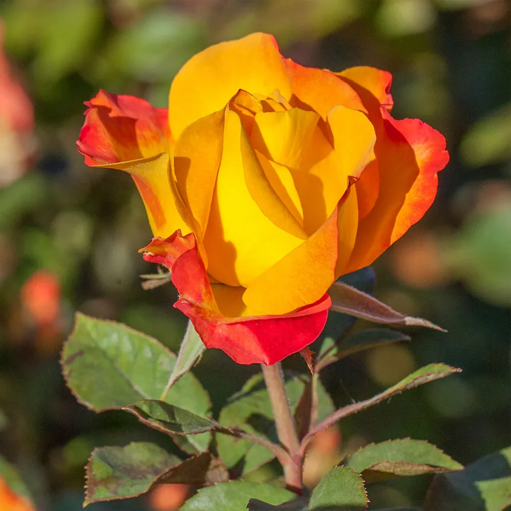 Sunset Horizon Rose - Hardy Multi-Color Shrub Rose for Garden Landscapes