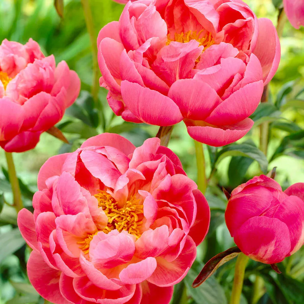 Coral Charm Peony Realistic Artificial Floral Decoration