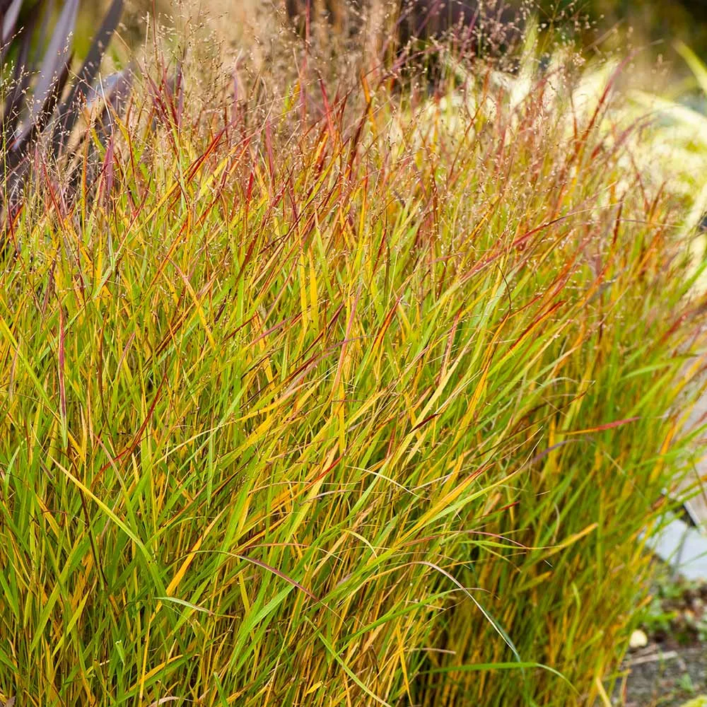 Shenandoah Switch Grass (Panicum virgatum) Ornamental Perennial