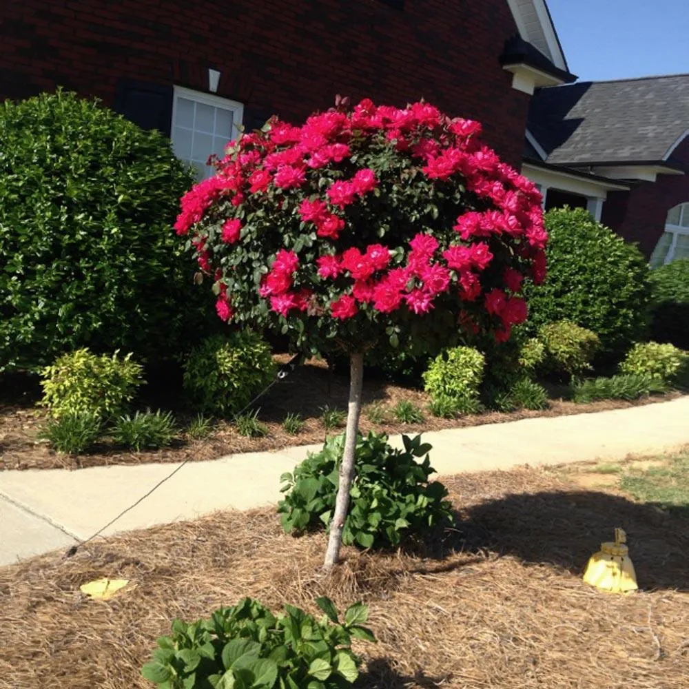 Knock Out® Rose Tree - Grafted Ornamental Flowering Shrub 4