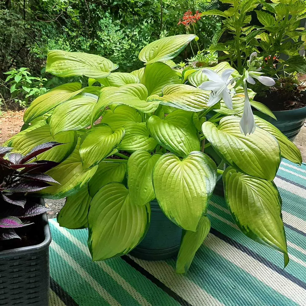 Handcrafted Stained Glass Hosta Plant Decorative Ornament 2