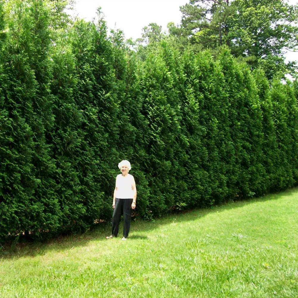 Full Speed A Hedge® American Pillar Arborvitae - Fast-Growing Evergreen Privacy Screen