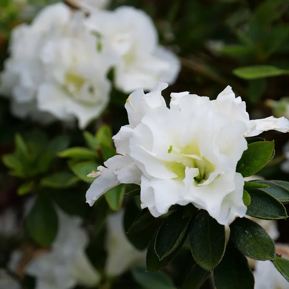 Perfecto Mundo® Double White Azalea Shrub - Reblooming Evergreen Flowering Plant