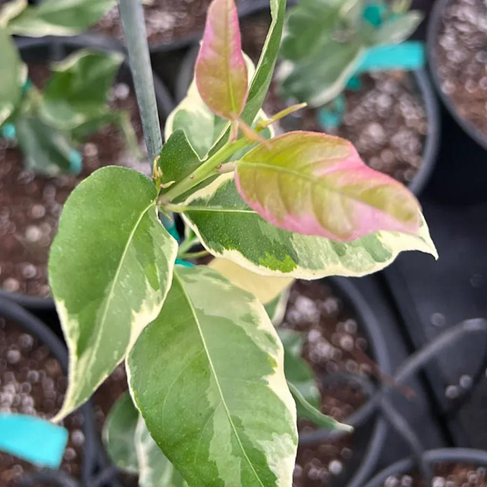 Pink Variegated Eureka Lemon Bush - Ornamental Citrus Tree 2