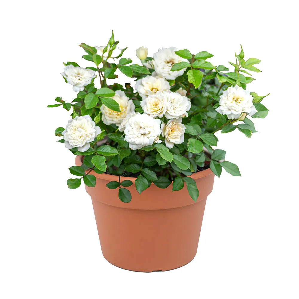 Sunblaze® Bridal Rose Plant in Decorative Pot